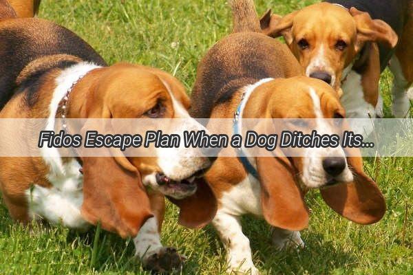 Fidos Escape Plan When a Dog Ditches Its Dummy Owner for Freedom